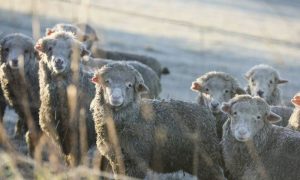 FEATURE, NZEALAND, ANIMAL, AGRICULTURE, LIVESTOCK