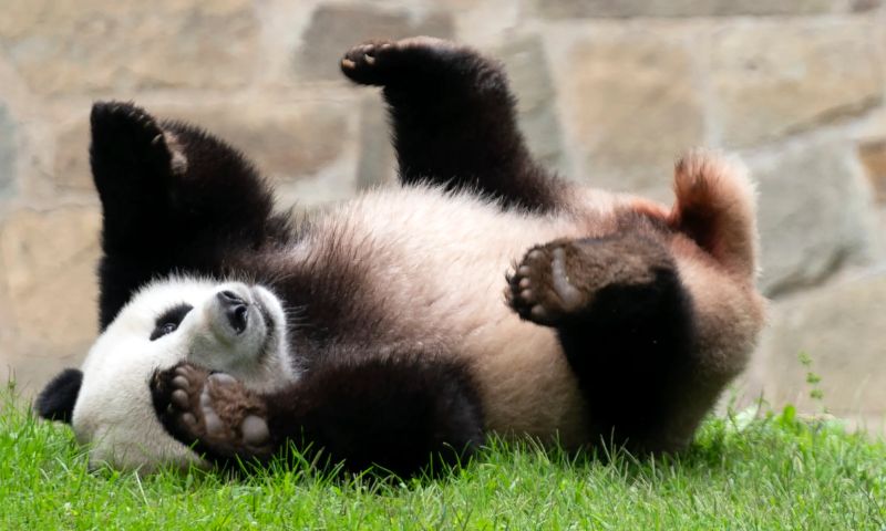 Panda, US, China, Xi, Biden, Atlanta, San Diego Zoo, Panda