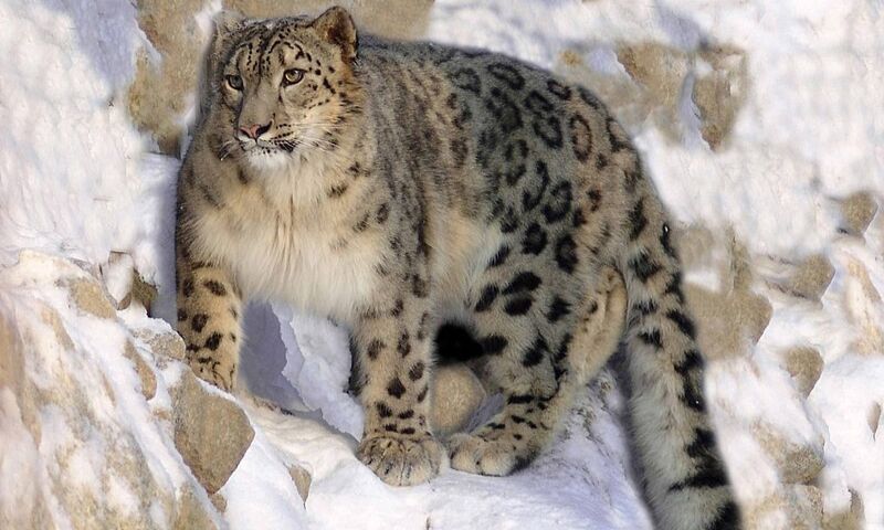 Kyrgyzstan, Snow Leopard, National Symbol, President, Sadyr Japarov, Kyrgyz Republic, Mountain, Cabinet, Ministers, Bishkek, Logo, Economy, Commerce