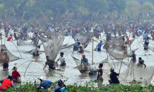 Bhogali Bihu Celebrations: Traditional Mass Fishing Unites Villagers