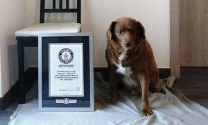 Dog, Portugal, Offbeat, Animal, Guinness World Records