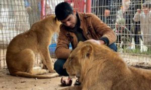 Rafah zookeepers "feed lions bread" amid food shortages in Gaza