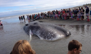 Tragic Stranding: Young Fin Whale Draws Crowd on New Zealand Beach