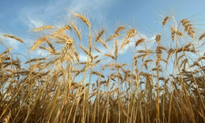 Rainfall Boosts Prospects for Wheat and Rabi Crops in Pakistan