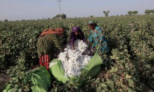 Farmers, Urged, Ensure, Early, Cotton, Cultivation