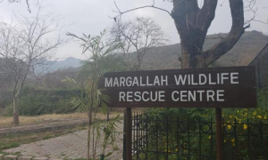 Rescued Wildlife Flourishes at Margalla Rescue Centre
