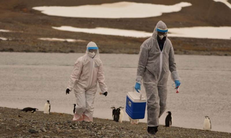 Scientists Warn of Bird Flu Spread in Antarctic Region