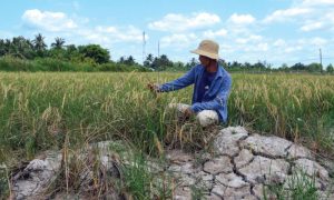 Saltwater, Vietnam, Crop, Water Resources Science Institute, Water Resources,