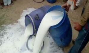 3600 Litres Contaminated Milk Discarded During Special Campaign