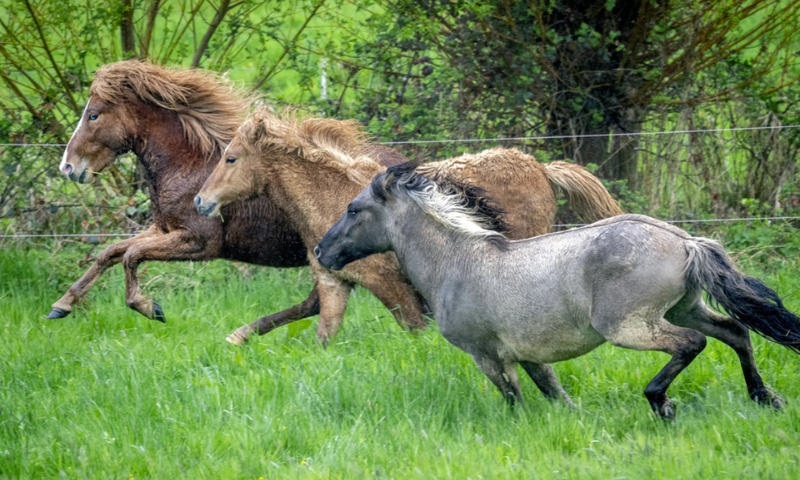 Gruesome Discovery of Over 500 Horse Carcasses in Rural Australia Prompts Investigation