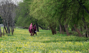 Islamabad Pollen Levels Alarming for Allergy Afflicted Residents