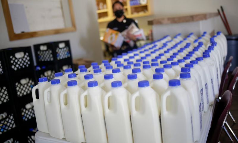 Pasteurized Milk Sold at US Stores 'Safe' from Bird Flu: US Officials