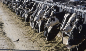 US Man Recovering from Bird Flu After Being Exposed to Dairy Cattle