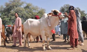 Eidul Azha, Pakistan, Moon, Zilhajj, Pakistan Meteorological Department, Sacrifice