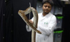 Snake Bite Cases Soar in Bangladesh
