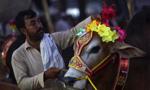 Eid Al-Adha, Pakistan, Animal Sacrifices, Hazrat Ibrahim, Hazrat Ismail, Muslims, Islamic Festivals, Karachi, Public Holiday