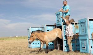 Home at last: Wild horse species returns to the Kazakh steppes