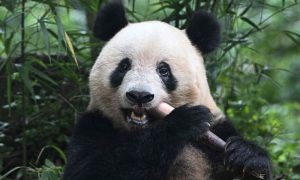 panda