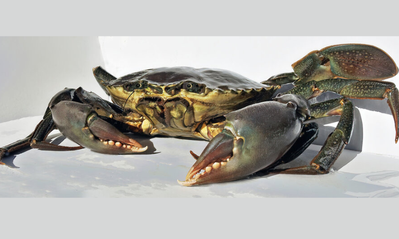 Pakistan, mud crabs, export, global market, China,