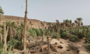 Creeping Desert Sand, Farmers, Mauritania