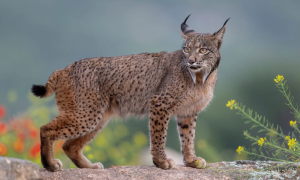 Remarkable Recovery Of Iberian Lynx