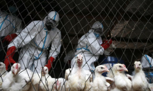 Scientists Warn of Bird Flu Pandemic Outbreak
