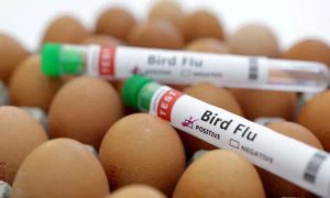 Bird Flu, Food and Agriculture Organization, FAO, avian influenza, Asia-Pacific region, regional experts, Bangkok, USAID,