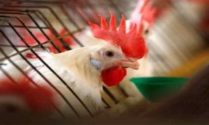 Bird Flu, Virus, US, USDA, Chickens, Farms, Workers, Farmers, Health Officials, Infections, Michigan, Poultry