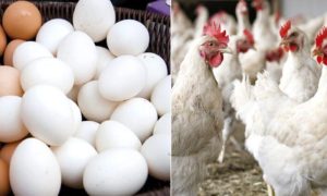 Chicken, Eggs, Punjab, Lahore, Inflation, Prices, Meat, Eid-ul-Adha, Economic, Chicken Prices, Goats, Cows, Camels, Animals,