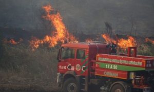 Türkiye, Wildfire, Western, Izmir, Forest,