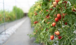 Greek farmers grow subtropical crops in climate change experiment