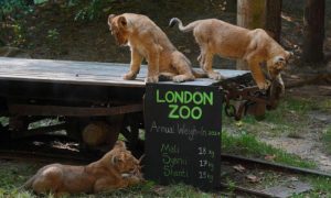 Penguins, Lions and Boars get on the Scales for Annual Weigh-in at London Zoo