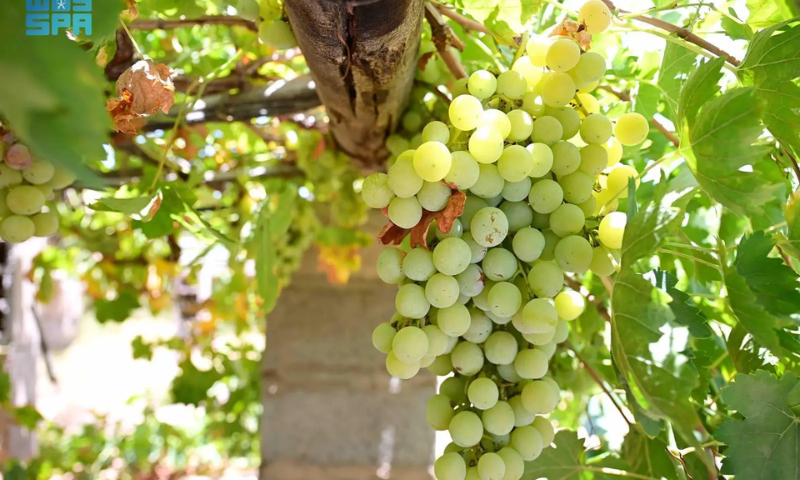 Saudi Arabias Annual Grape Harvest Reaches 110500 Tons