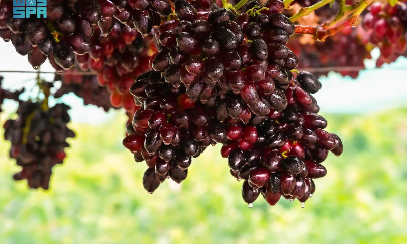 Saudi Arabia, Kingdom, Grape, MEWA