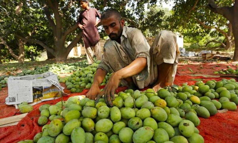 Pakistan, NLC, Mango Shipment, Mangoes, Tashkent, Central Asia, Export, Economy, Reefer Container