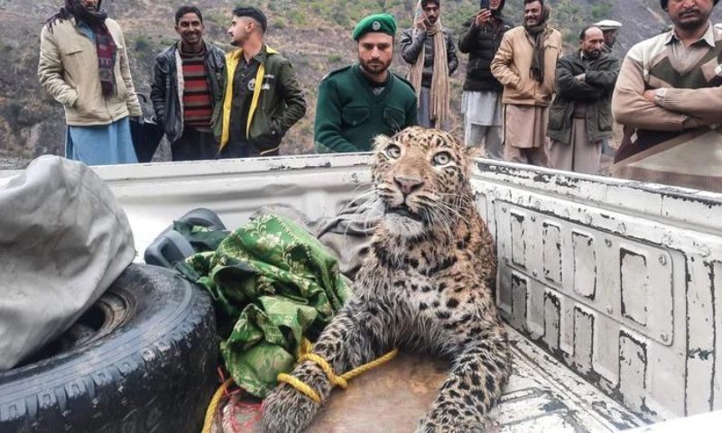 Leopard, Pakistan, Abbottabad, Sangrirri, Khyber Pakhtunkhwa, Wildlife Department, Forests, Deforestation