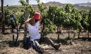 Drought in Sicily Forces Vineyards to Start Harvest Early