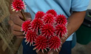 Colombia's Inirida Flower: From 'weed' to Emblem for UN Meeting