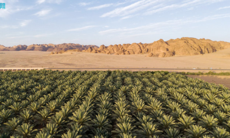 Saudi Arabias Journey to Agricultural Self Sufficiency and Potential Collaboration with Pakistan