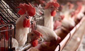 US, Bird Flu, Missouri, WHO, Health, Poultry, Animals, Humans, CDC, United States, H5 Strain, Influenza