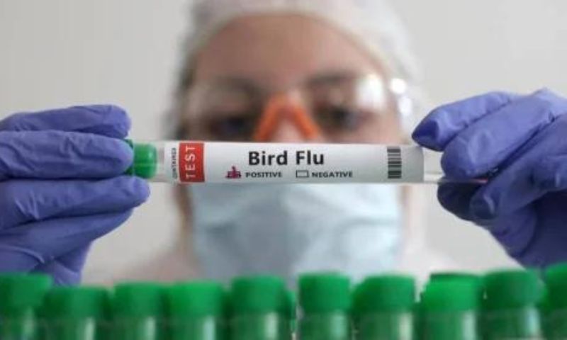 US, Bird Flu, Missouri, WHO, Health, Poultry, Animals, Humans, CDC, United States, H5 Strain, Influenza