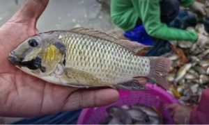 Thai Authorities Enlist Locals and Ducks to Battle Invasive Fish