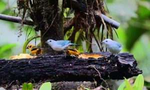 Mining Continues in Protected Ecuador Oasis Despite Ban