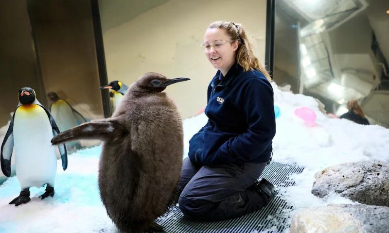 Hefty Australian penguin chick 'Pesto' becomes star