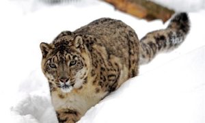 AI, Technology, Snow, Leopard, Conservation, Gilgit-Baltistan