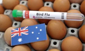 Australia, Bird Flu, H5N1, Birds, Government, Avian Influenza, Asia, Europe, Africa, Indonesia, Hemisphere,