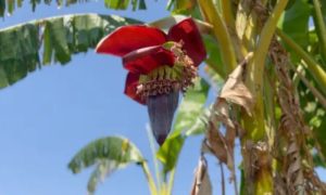 Malawi, Women, Banana Wine, Battle, Climate Change