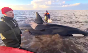 Russia, Orca, Family, Rescue