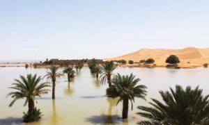 Unusual Rains Transform Moroccan Desert Reviving Ecosystems