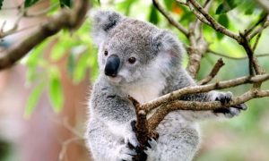 Expanding cities, land clearance and the spread of chlamydia in particular are devastating Australia's koala population. But scientists are hopeful their vaccine research may help preserve one of the country's most iconic animals.